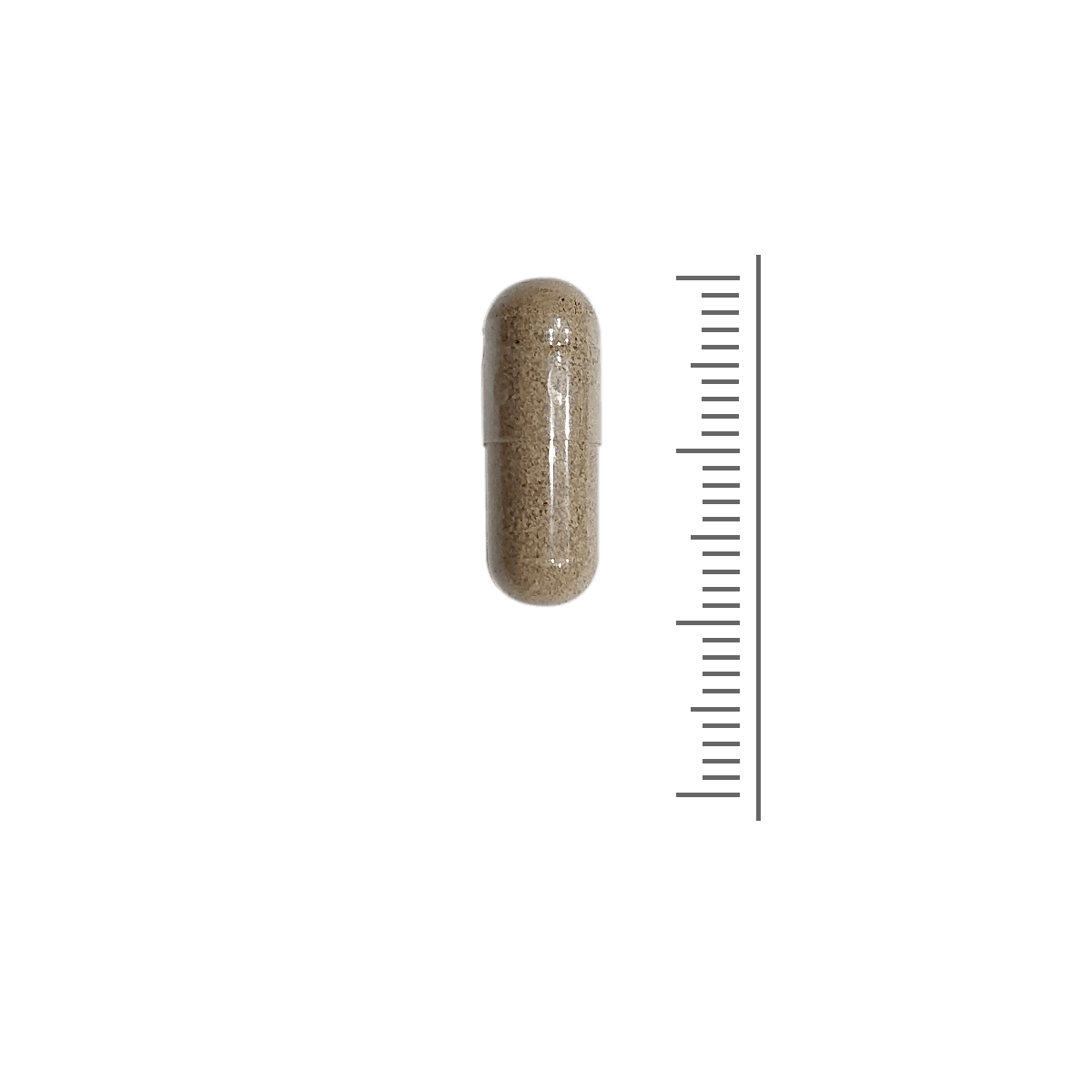 Agnus Castus