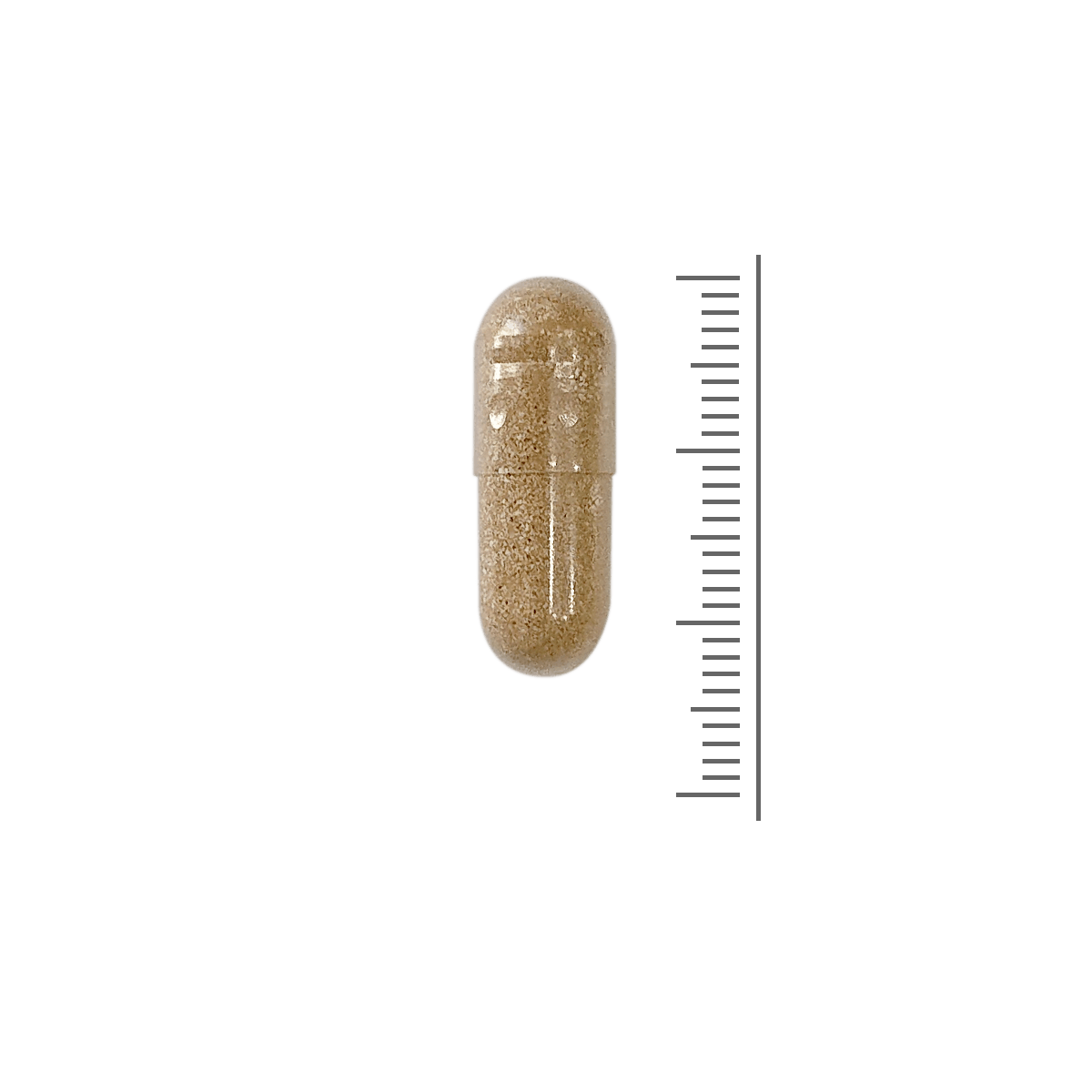 Cordyceps/Reishi Extract