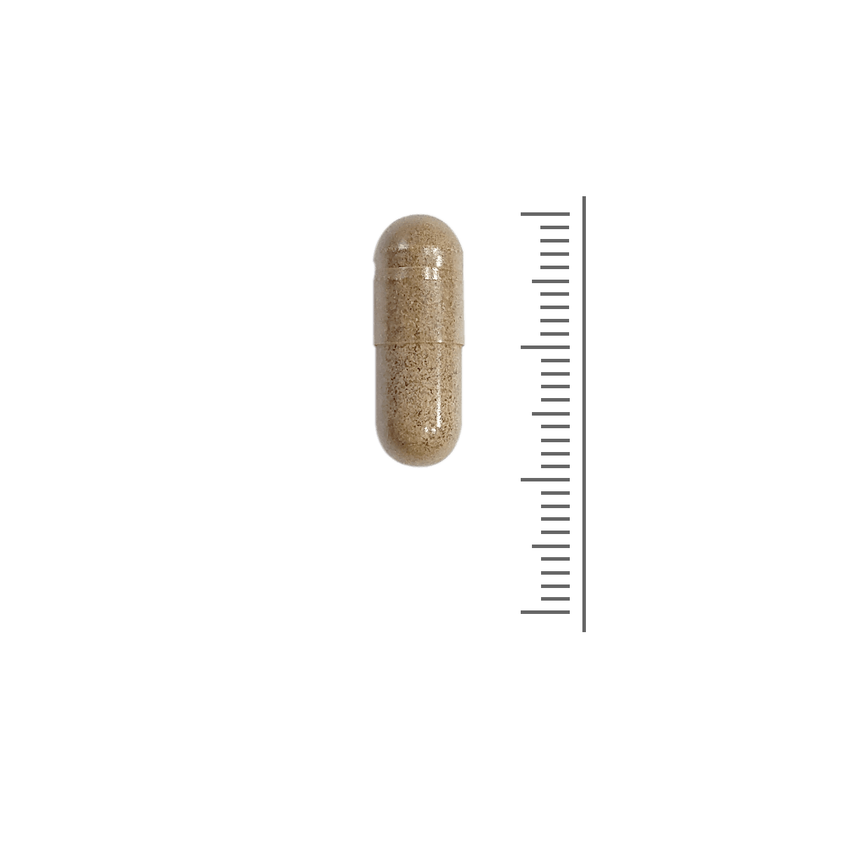 Ginkgo Biloba Extract